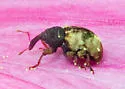 Conotrachelus fissunguis - photo 4