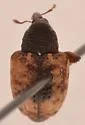 Conotrachelus fissunguis - photo 5