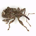 Conotrachelus floridanus - photo 2