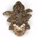 Conotrachelus floridanus - photo 3