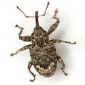 Conotrachelus floridanus - photo 4