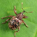 Conotrachelus geminatus - photo 2