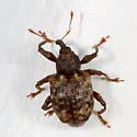 Conotrachelus geminatus - photo 3