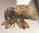 Conotrachelus geminatus - photo 4