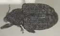 Conotrachelus hayesi - photo 2