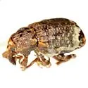 Conotrachelus hicoriae - photo 2