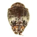 Conotrachelus hicoriae - photo 3