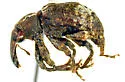 Conotrachelus hicoriae - photo 5