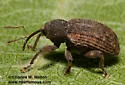 Conotrachelus integer - photo 2