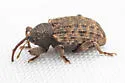 Conotrachelus integer - photo 3