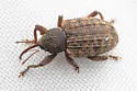 Conotrachelus integer - photo 4