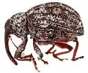 Conotrachelus invadens - photo 2