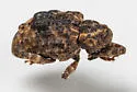 Conotrachelus iowensis - photo 4