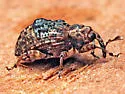 Conotrachelus iowensis - photo 5