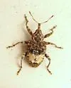 Butternut Curculio - photo 2