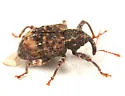 Butternut Curculio - photo 3