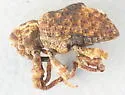 Butternut Curculio - photo 4