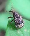 Butternut Curculio - photo 5