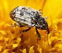 Conotrachelus leucophaeatus