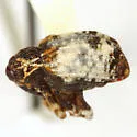 Conotrachelus leucophaeatus - photo 2