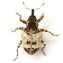 Conotrachelus leucophaeatus - photo 4