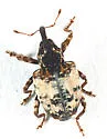 Conotrachelus leucophaeatus - photo 5