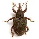 Conotrachelus lucanus - photo 2