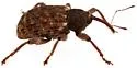 Conotrachelus lucanus - photo 3