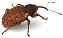 Conotrachelus lucanus - photo 4