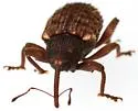Conotrachelus lucanus - photo 5