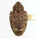 Conotrachelus naso