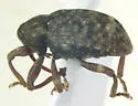 Conotrachelus naso - photo 2