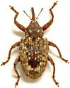 Conotrachelus naso - photo 3