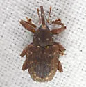 Conotrachelus naso - photo 4