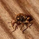 Conotrachelus naso - photo 5