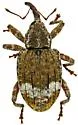 Conotrachelus neomexicanus
