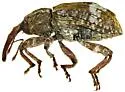 Conotrachelus neomexicanus - photo 3