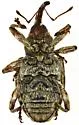 Conotrachelus neomexicanus - photo 4