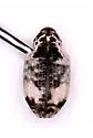 Conotrachelus nivosus - photo 2