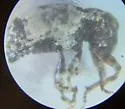Conotrachelus nivosus - photo 3