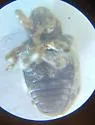 Conotrachelus nivosus - photo 4