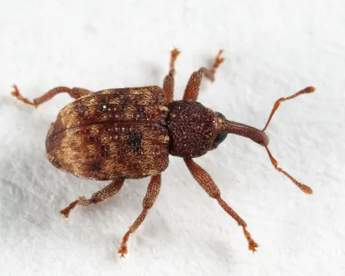 Conotrachelus pusillus - Conotrachelus pusillus