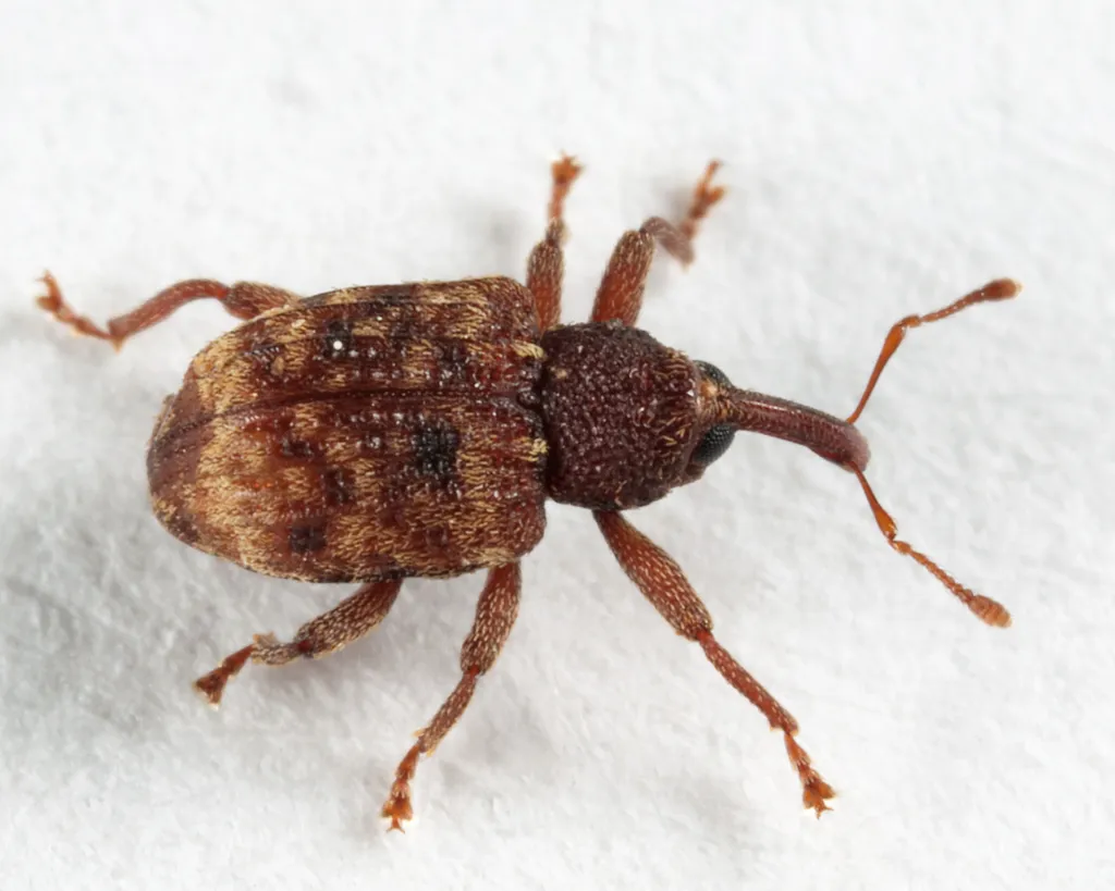 Conotrachelus pusillus - photo 2