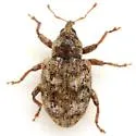 Conotrachelus recessus