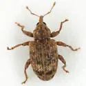 Conotrachelus recessus - photo 2