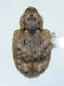 Conotrachelus recessus - photo 3