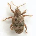 Conotrachelus recessus - photo 4