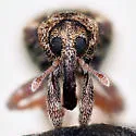 Conotrachelus recessus - photo 5