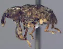 Black Walnut Curculio - photo 2