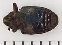 Black Walnut Curculio - photo 3